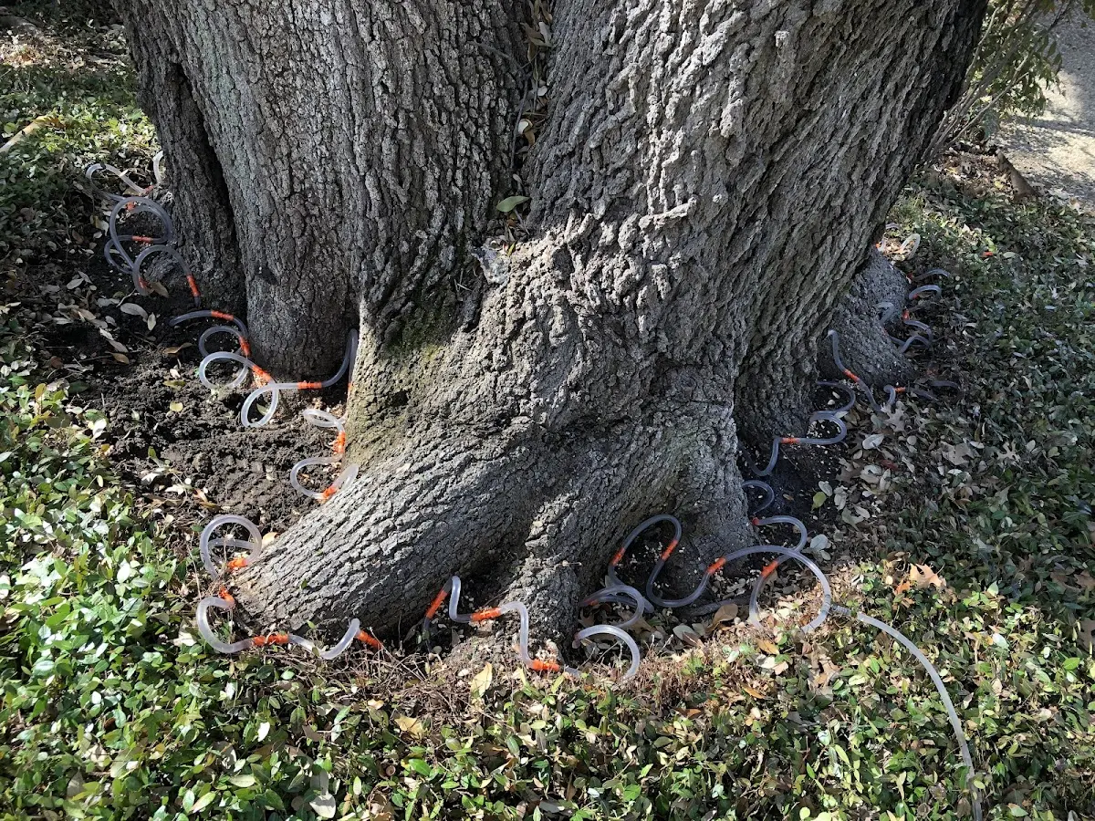 Detailed Tree Cabling and Bracing job site in Saint Bonifacius